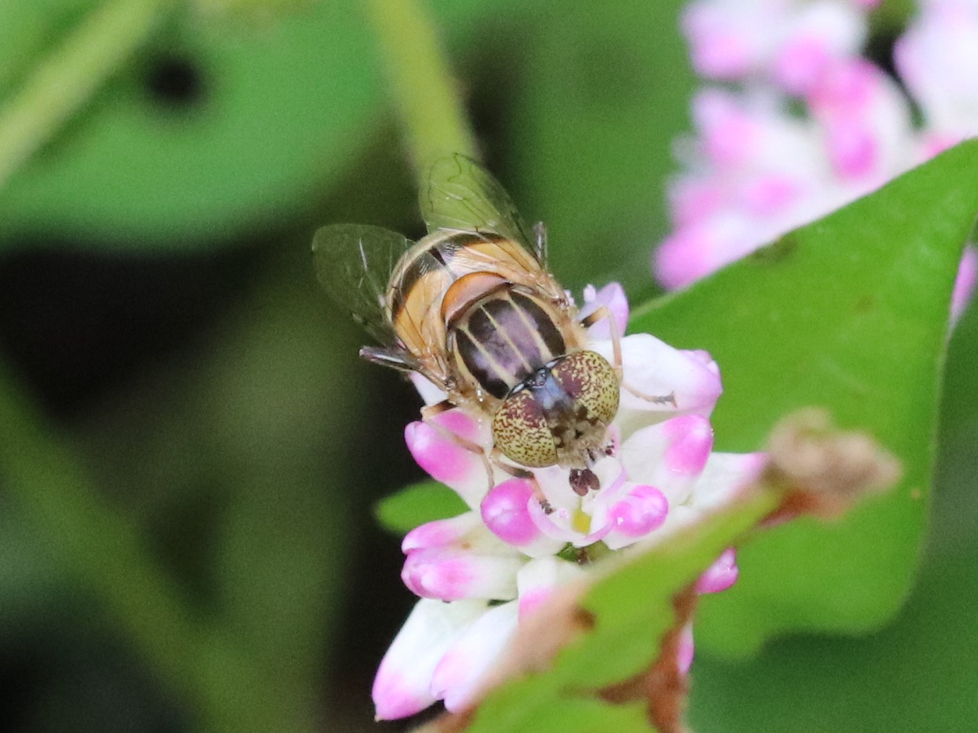 花に来たキゴシハナアブ